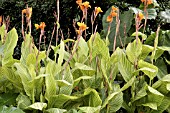 CANNA PRETORIA, BENGAL TIGER