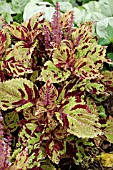 COLEUS JAZZ MARBLE