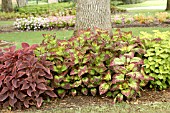 COLEUS MIX