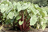 COLOCASIA CRANBERRY STEM