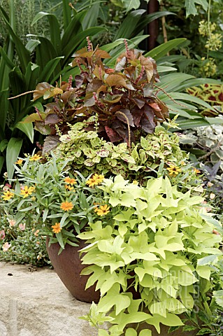 CONTAINER_PLANTING_ACALYHPA_COLEUS_ZINNIA_IPOMOEA