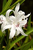 CRINUM