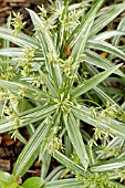CYPERUS ALBOSTRIATUS