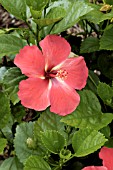 HIBISCUS ROSA SINENSIS STARRY WIND