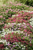 IMPATIENS WALLERIANA MIX