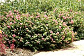 LAGERSTROEMIA POCOMOKE