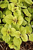 PLECTRANTHUS KELLYS GOLD