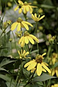 RUDBECKIA HERBSTONNE