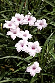 RUELLIA CHI CHI