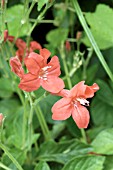 RUELLIA COCCINEA