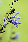 SALVIA GUARANITICA