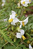 SOLANUM SISYMBRIFOLIUM