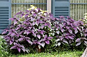 STROBILANTHES DYERIANUS PERSIAN SHIELD