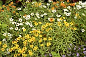 ZINNIA ANGUSTIFOLIA CRYSTAL MIX, (SYN. ZINNIA LINEARIS CRYSTAL MIX)