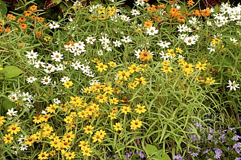 ZINNIA_ANGUSTIFOLIA_CRYSTAL_MIX_SYN_ZINNIA_LINEARIS_CRYSTAL_MIX