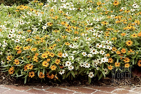 ZINNIA_ANGUSTIFOLIA_LINEARIS_CRYSTAL_MIX