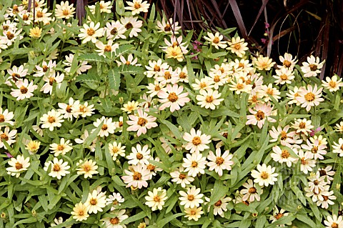 ZINNIA_PROFUSION_APRICOT