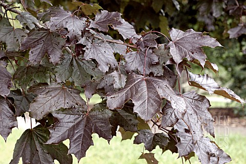 ACER_PLATANOIDES_ROYAL_RED