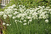 ALLIUM TUBEROSUM GARLIC CHIVES