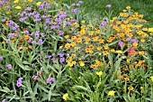 ANNUAL SCENE VERBENA RIGIDA SANTOS ZINNIA ANGUSTIFOLIA STAR ORANGE COREOPSIS
