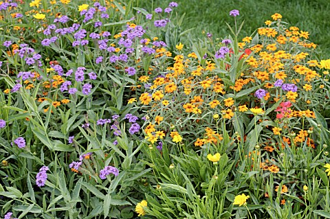 ANNUAL_SCENE_VERBENA_RIGIDA_SANTOS_ZINNIA_ANGUSTIFOLIA_STAR_ORANGE_COREOPSIS