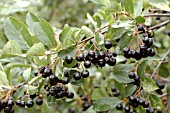 ARONIA MELANOCARPA AUTUMN MAGIC