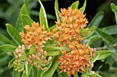 ASCLEPIAS TUBEROSA