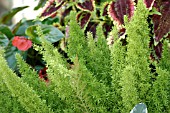 ASPARAGUS DENSIFLORUS MYERSII,  FOXTAIL FERN