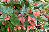 BEGONIA DRAGON WING RED