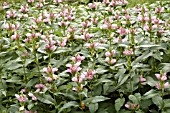 CHELONE LYONII