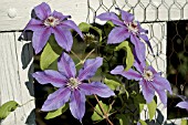 CLEMATIS FIREWORKS