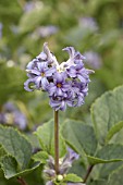 CLEMATIS HERACLEIFOLIA DAVIDIANA HYACINTH BLUE