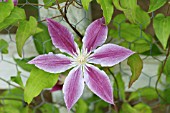 CLEMATIS KILLIAN DONAHUE