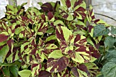 COLEUS CRAZY LOVE