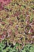 COLEUS EL BRIGHTO