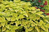 COLEUS GERMANNS YELLOW