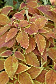 COLEUS KLONDIKE