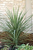 CORDYLINE INDIVISA