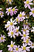 COREOPSIS ROSEA
