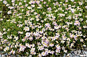 COREOPSIS ROSEA