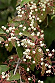 CORNUS RACEMOSA,  FRUIT