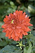 DAHLIA BARBAROSSA