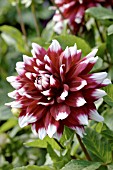 DAHLIA MISTERY DAY