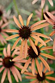 ECHINACEA ORANGE MEADOWBRITE