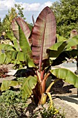 ENSETE VENTRICOSUM MAURELII