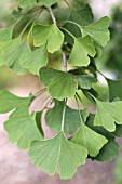 GINKGO BILOBA,  MAIDENHAIR TREE