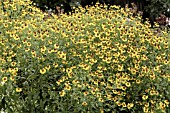 HELENIUM CANARY