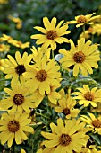 HELIOPSIS VARIEGATA