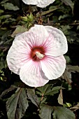 HIBISCUS MOSCHEUTOS KOPPER KING