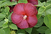 HIBISCUS MOSCEUTOS LUNA RED